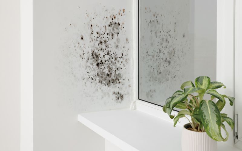Sunlight vs. Mold: How Natural Light Affects Mold Growth